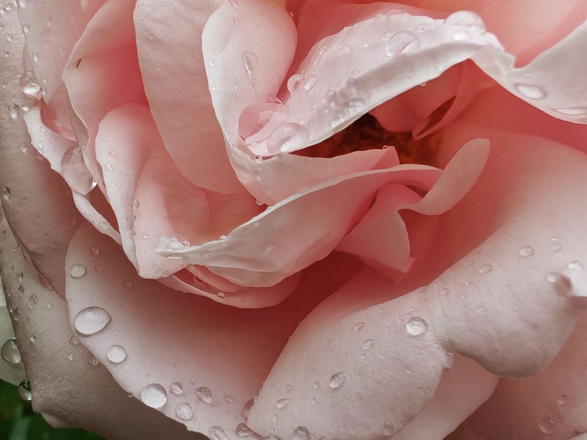 Honor 400 Pro sample images