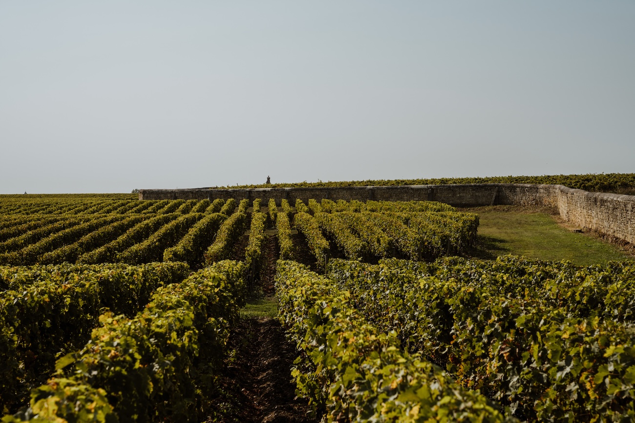 Vineyards at Ch&amp;acirc;teau d'Issan
