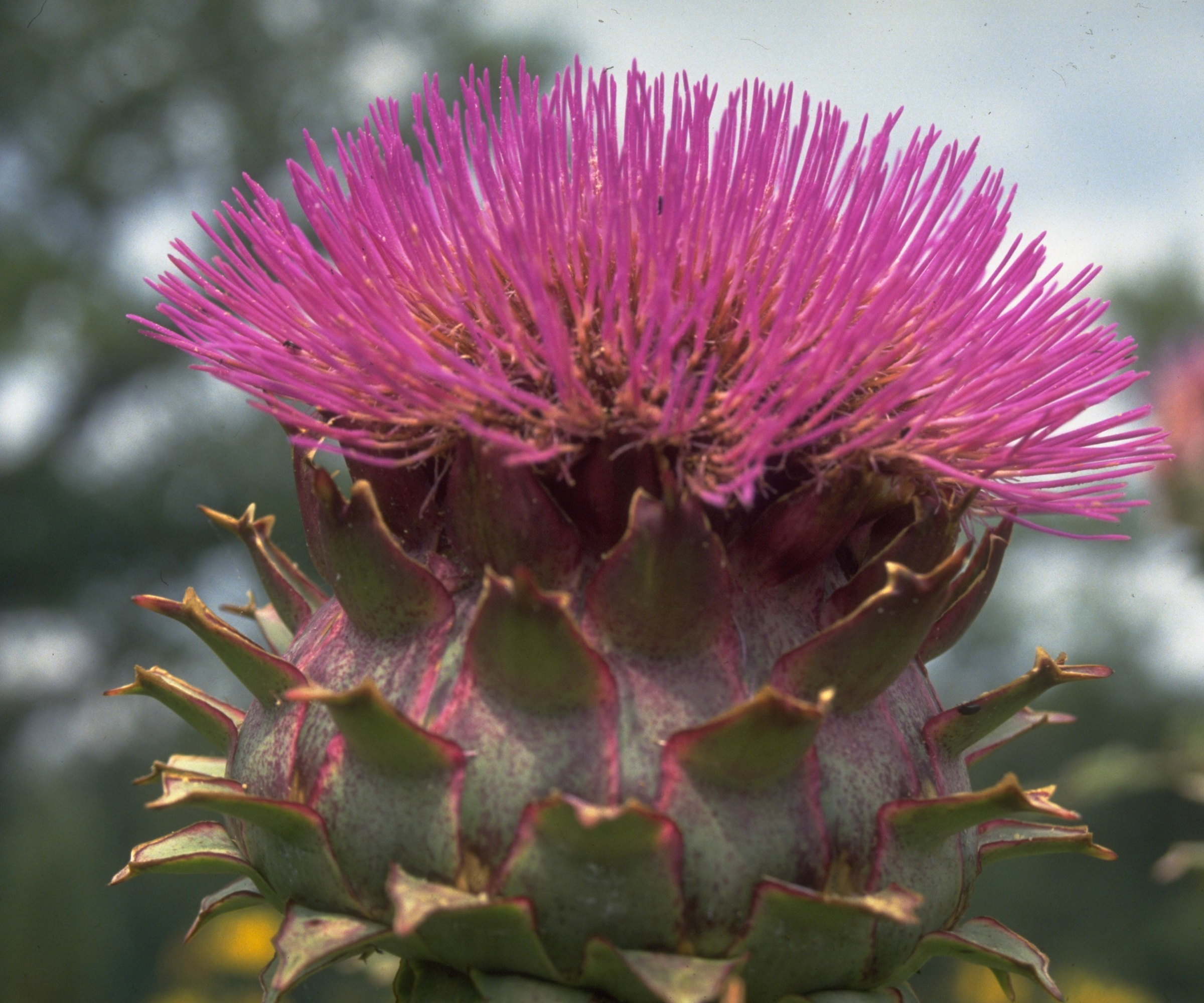 The thistle-like flower head of a cardoon