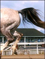 raclingfieldstand.jpg