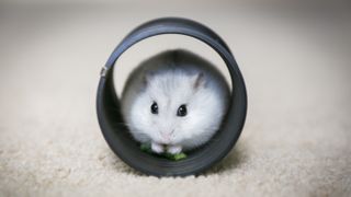 Best hamster tunnels