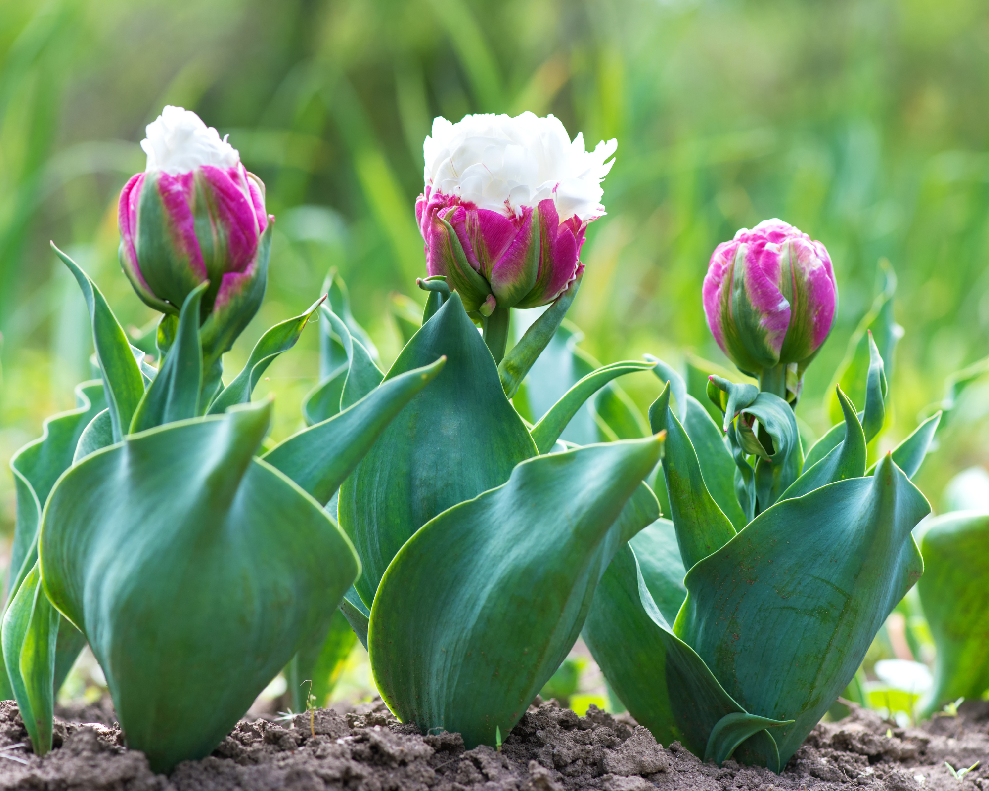 ice cream tulips in garden