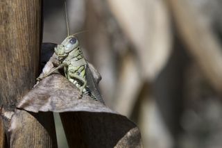 locust on corn