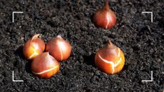 picture of tulip bubs on top of soil
