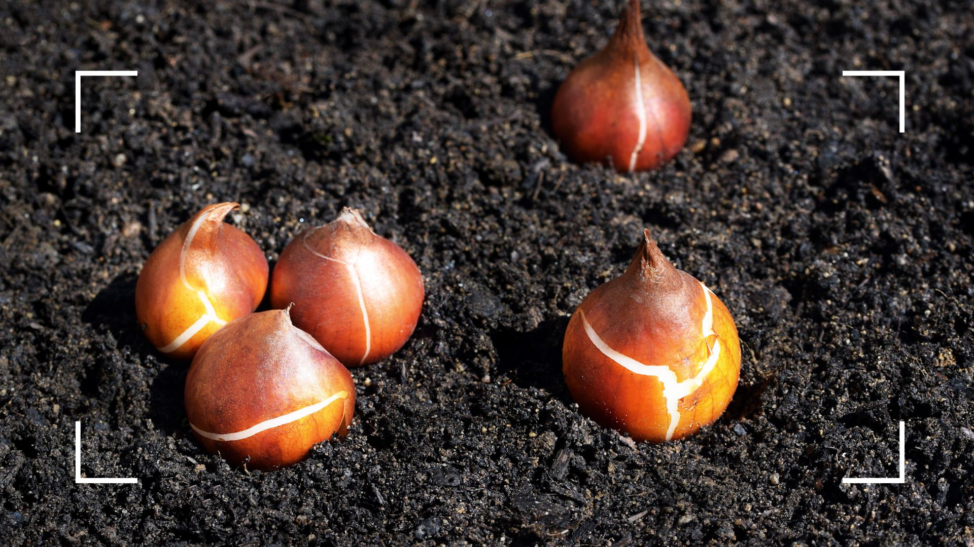 picture of tulip bubs on top of soil