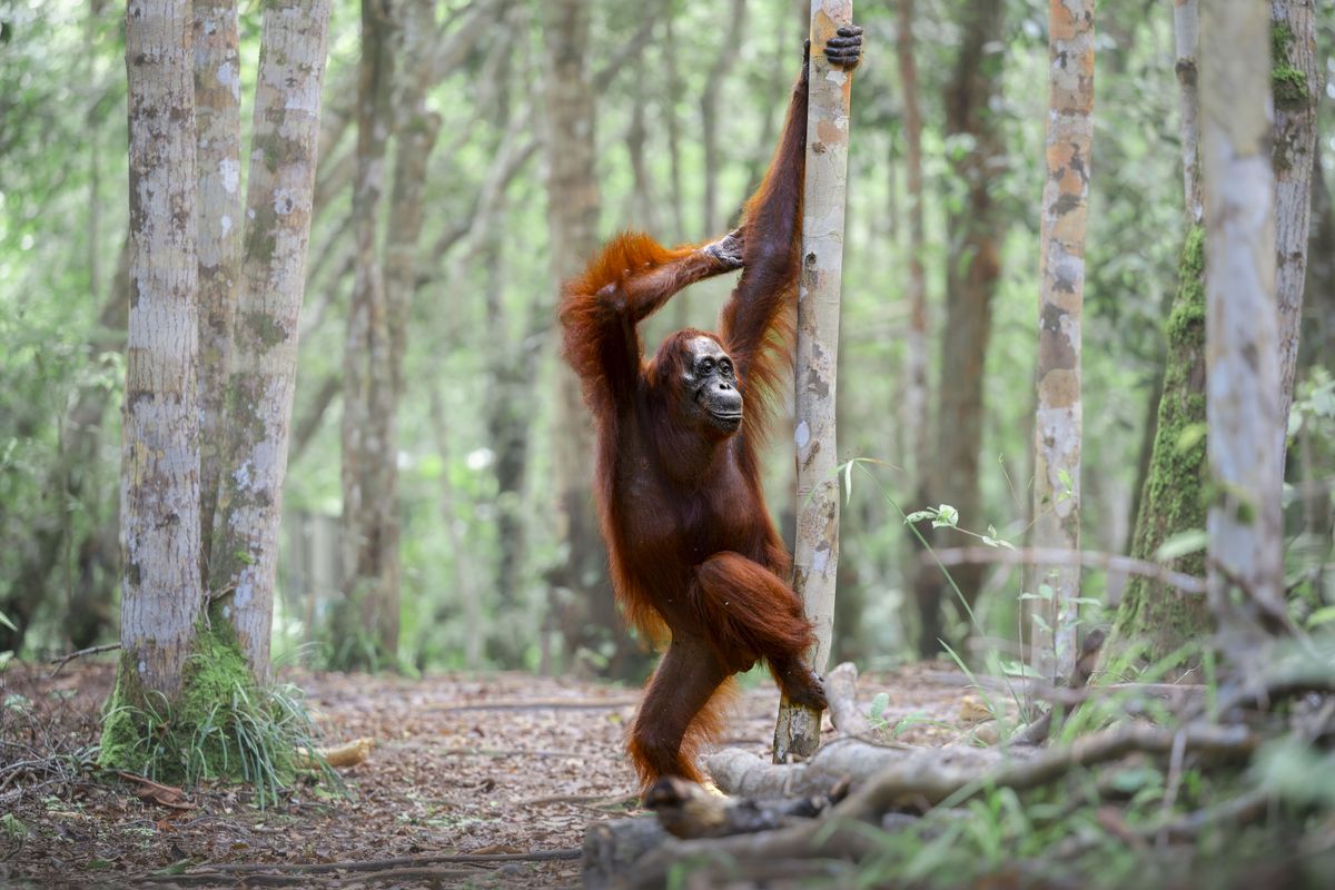 Our jungle photoshoot turned Titanic real quick. This fabulous female orangutan found her stage, caught the perfect light, and struck a pose like she&rsquo;d been waiting her whole life for this moment.