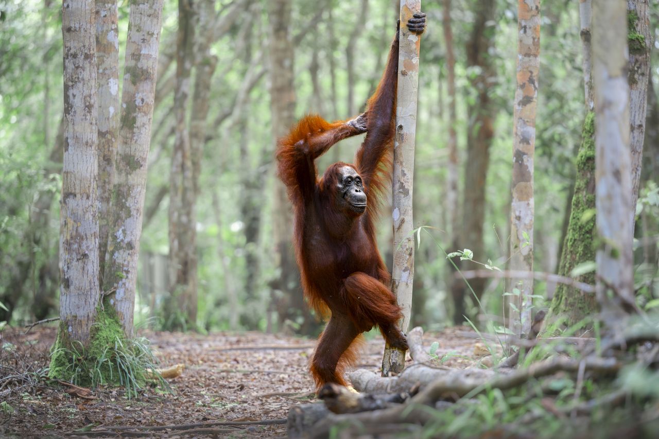 Our jungle photoshoot turned Titanic real quick. This fabulous female orangutan found her stage, caught the perfect light, and struck a pose like she&rsquo;d been waiting her whole life for this moment.