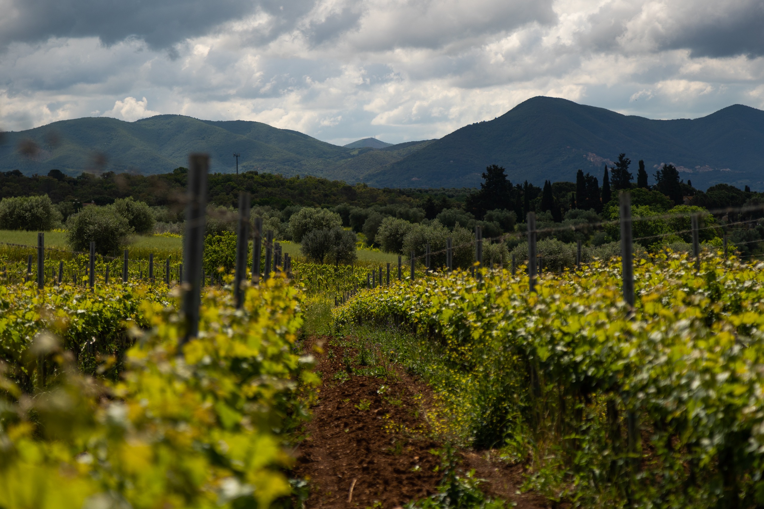 Vineyards in the Maremma region.