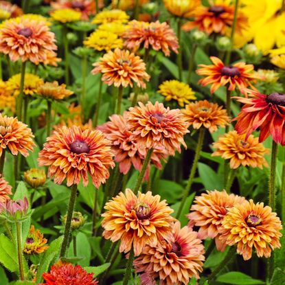 Rudbeckia hirta 'Enchanted Sun' black-eyed Susan