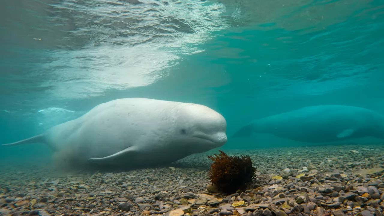 Our Oceans