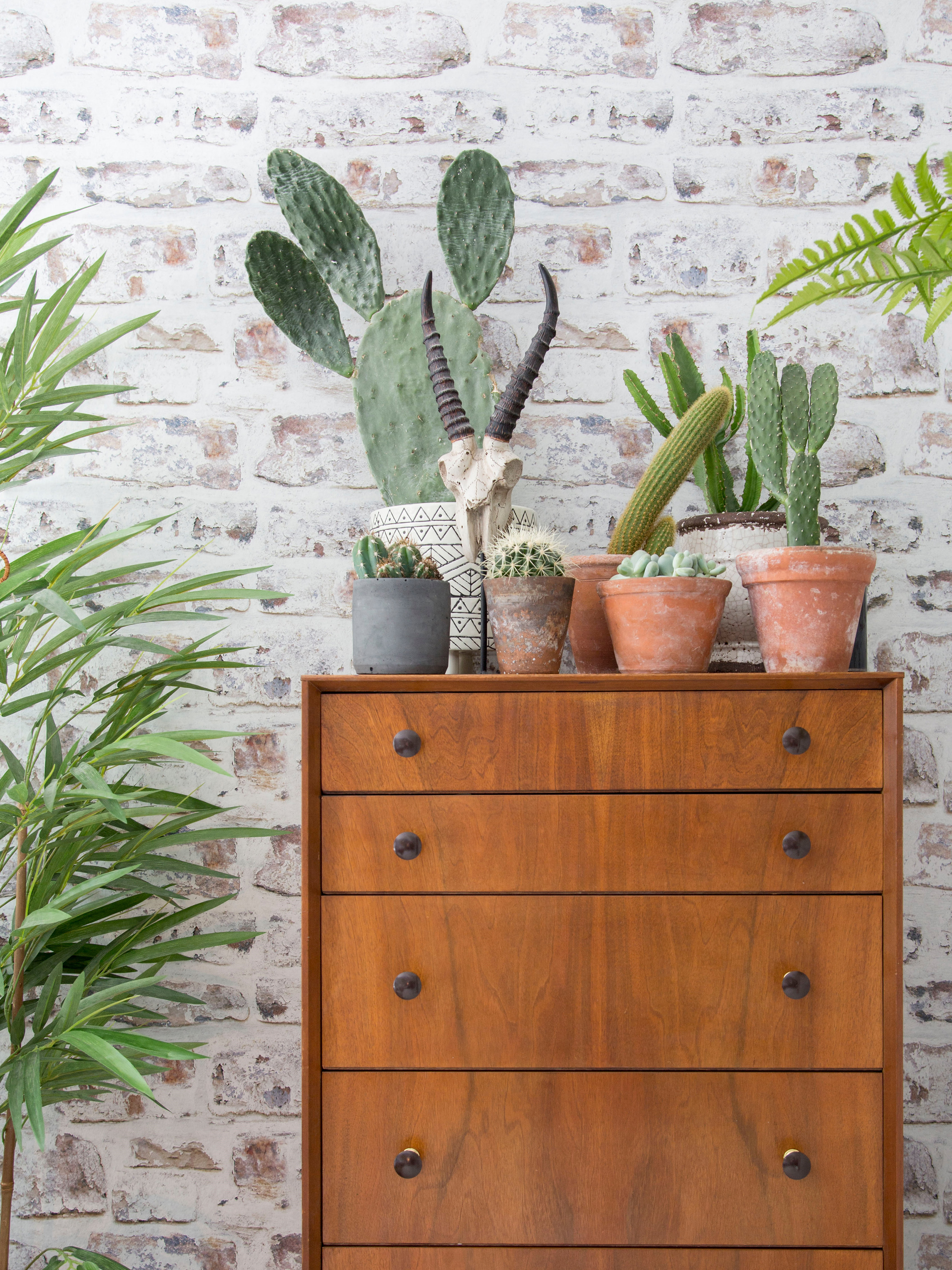 Garden trends succulents on chest of drawers