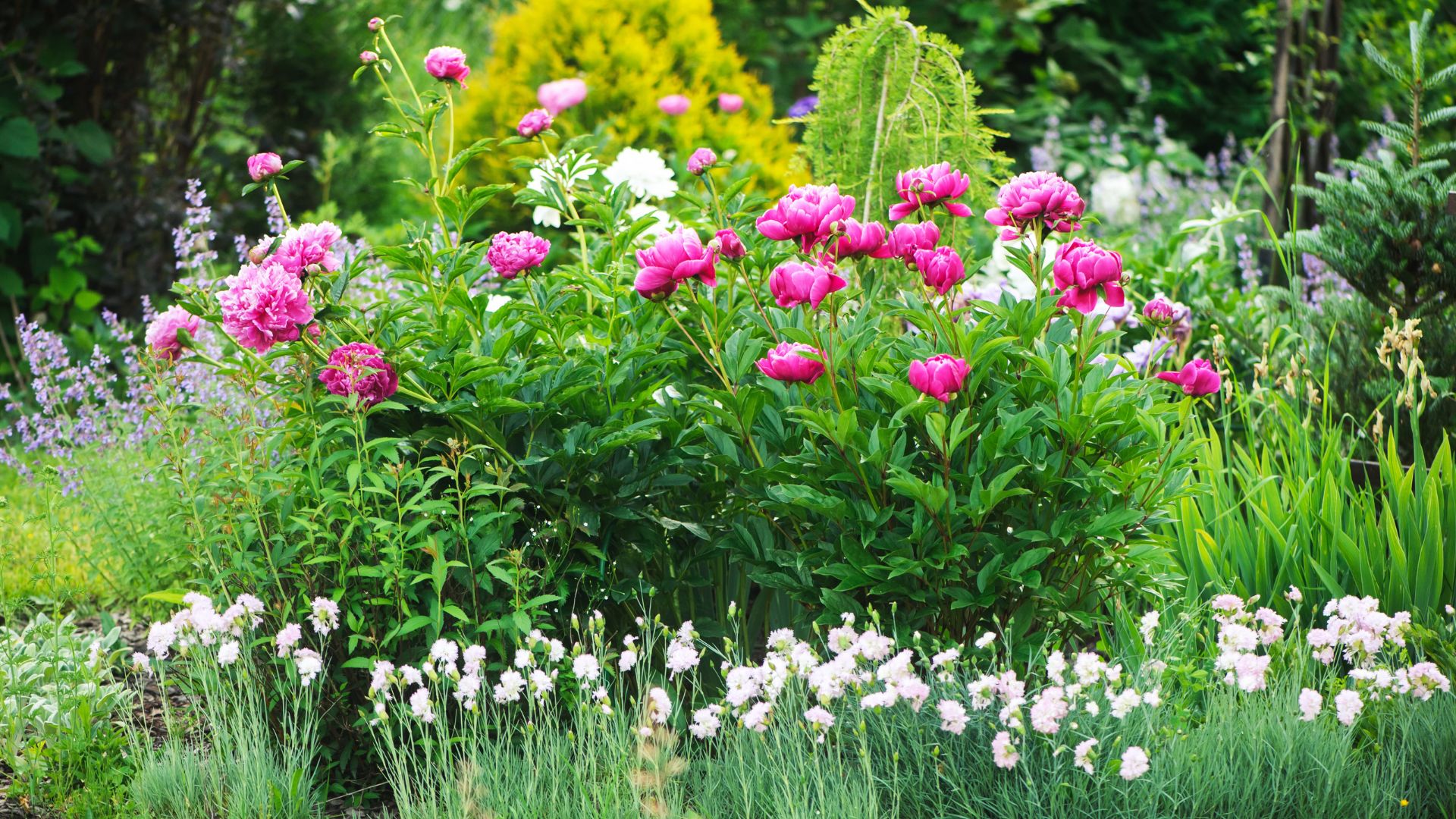 picture of peonies in garden