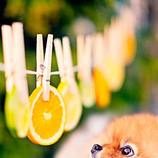 dog with hanging orange slice and clips