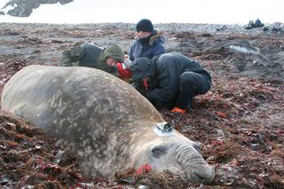 After placing the sensor on the animal's head the biologists measure its body size. Elephant seals can withstand the cold waters due to their thick layer of blubber. It can be as thick as nearly 6 inches (15 centimeters) and accounts for one third of the