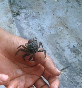 A person holds a mangrove tree crab.