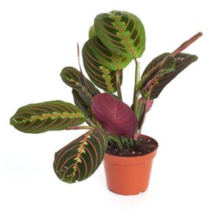 A maranta plant in a grow pot against a white background
