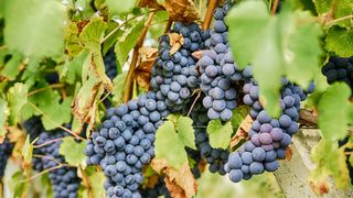 Barbera wine grapes