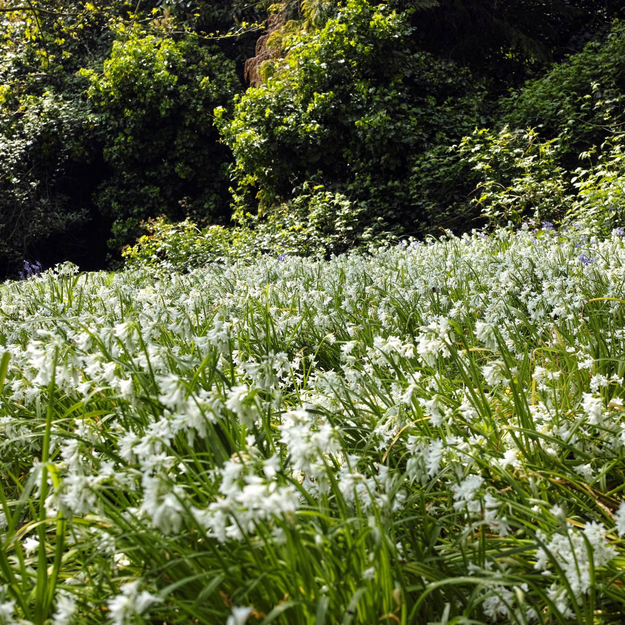 Blooming three-cornered garlic