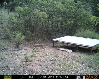Coyote and water tank