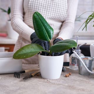 Woman planting Ficus elastica Rooted cutting at home