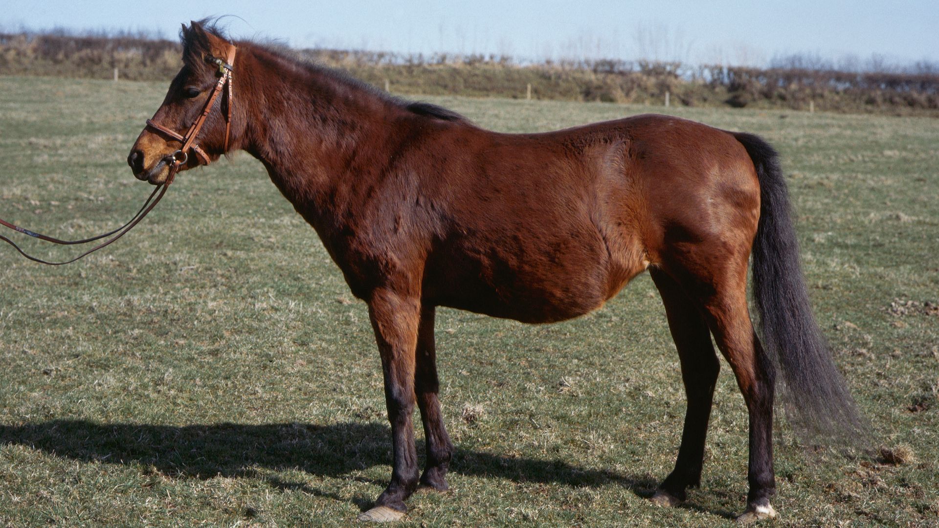 bay caspian pony