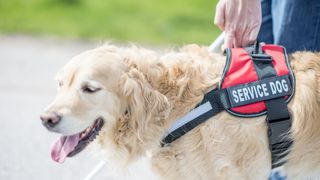 Golden retriever wearing service dog harness