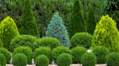 native evergreen shrubs in garden including thuja