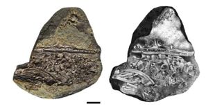 The mesosaur embryo (shown here in a photo, left, and interpretive drawing, right) was about a quarter-inch to a half-inch long (0.75 to 1.5 centimeters).