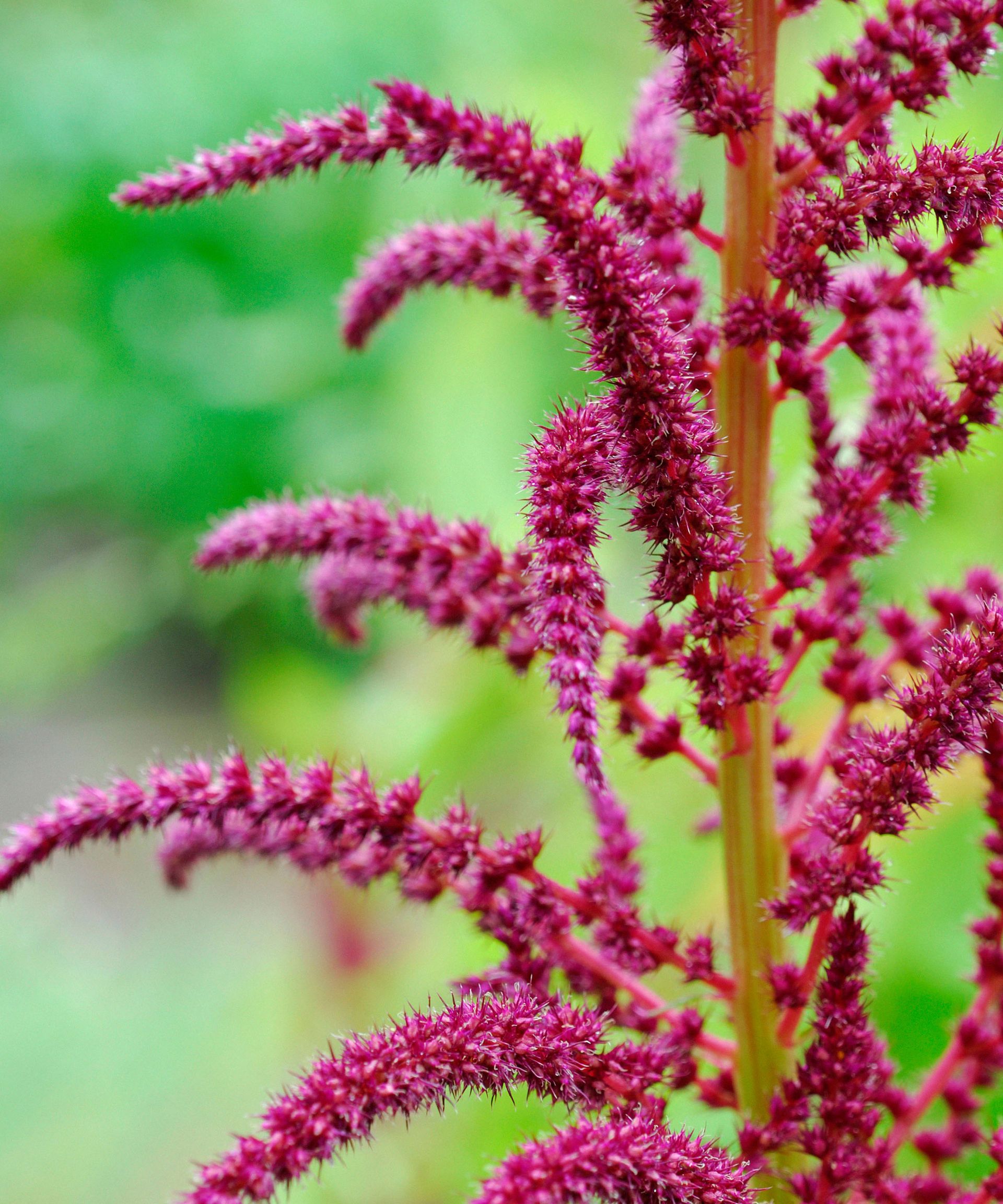 Amaranthus in a garden