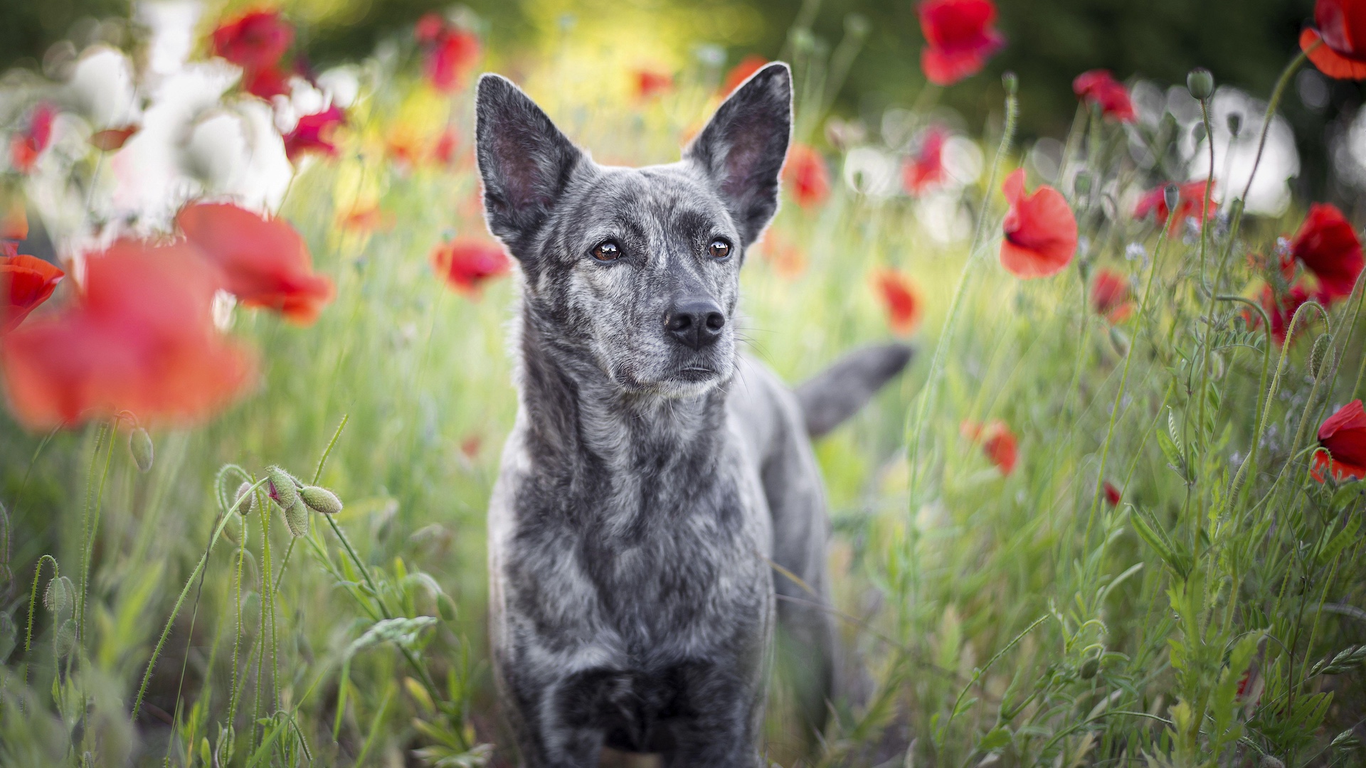 Formosan mountain dog or taiwan dog