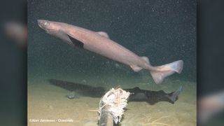The Portuguese dogfish or Portuguese shark (Centroscymnus coelolepis) is the deepest-living shark species.