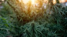 A marijuana plant growing in the sun.
