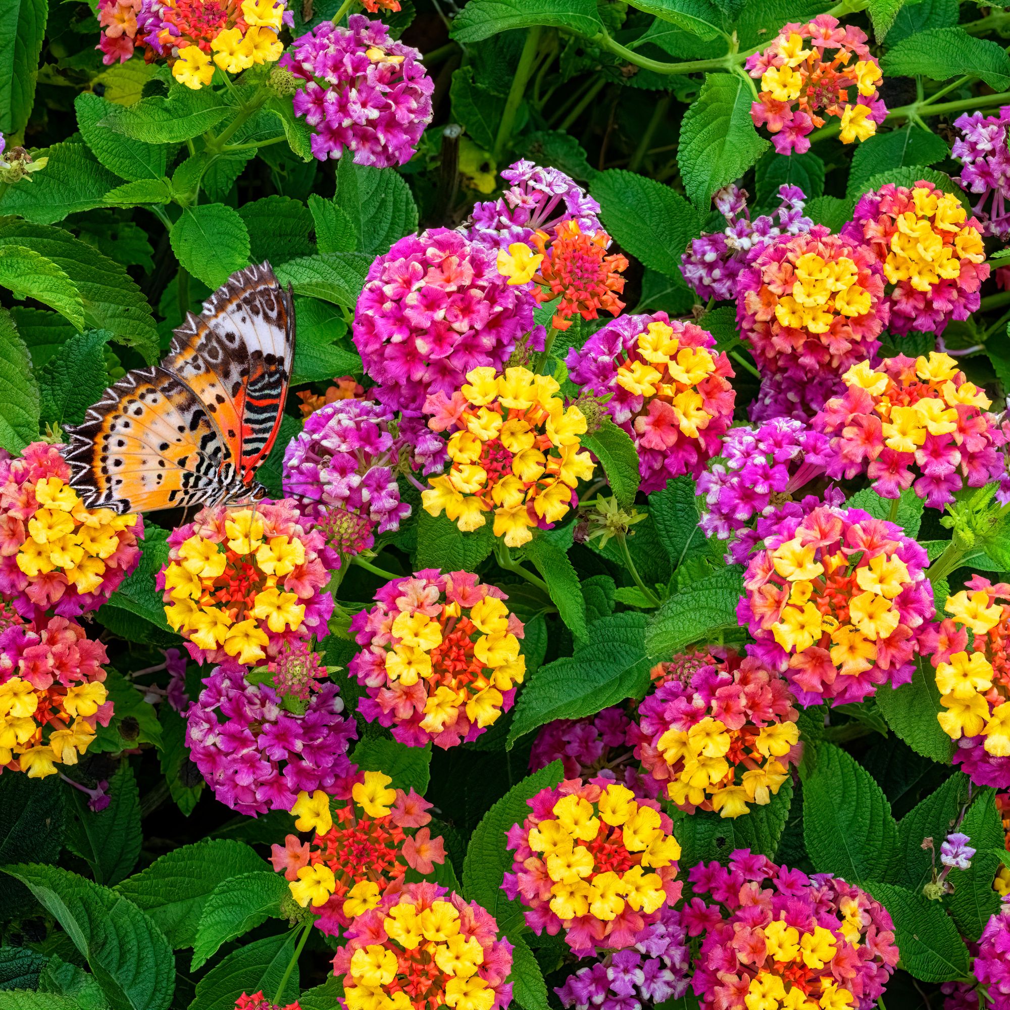 Pink, orange and yellow flowering lantana plant growing in garden
