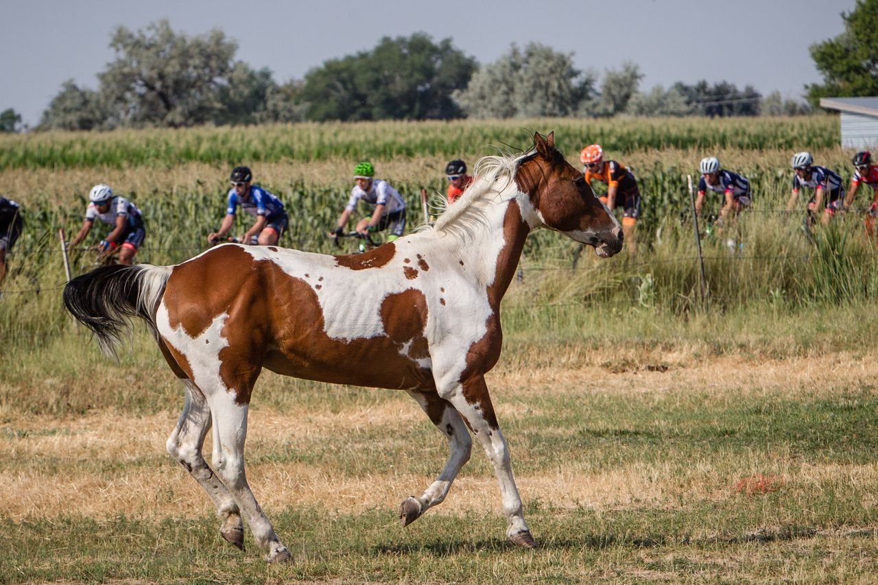 A horse gets excited as the peloton passes during stage 5 at the Tour of Utah