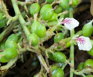 cardamon pods on plant