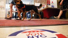Dog at New York polling station