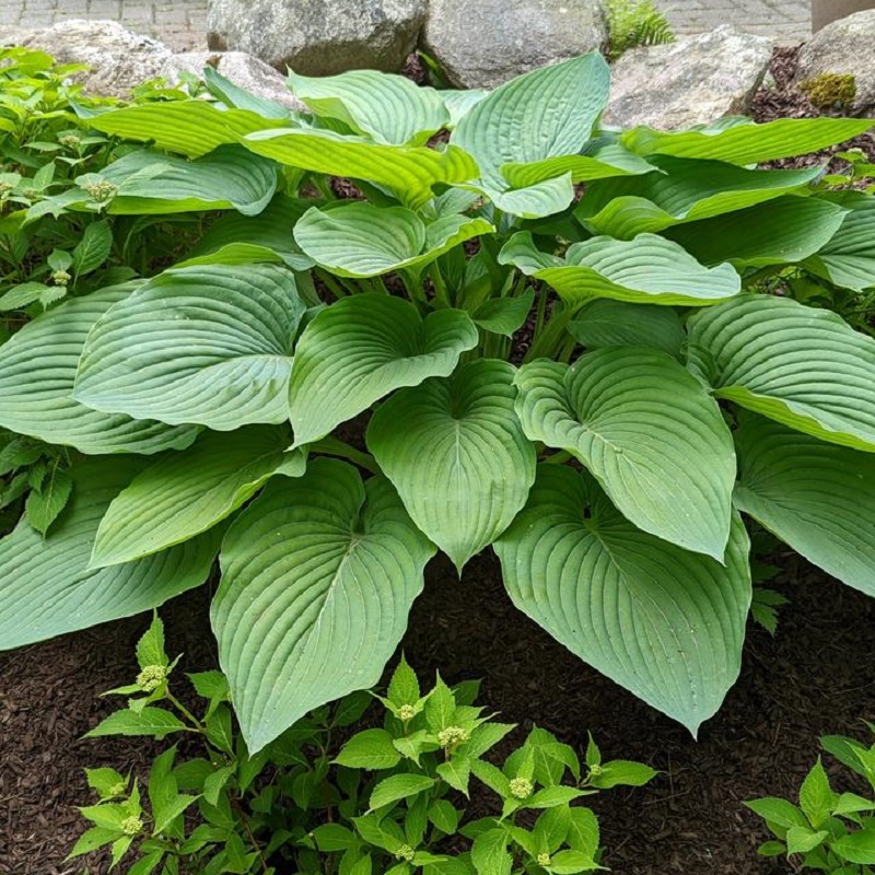 Shadowland&amp;reg; Empress Wu Hosta