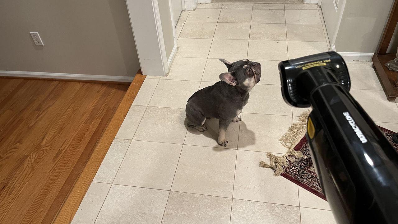 Shark Dual Cyclone Pet Pro Cordless scares the dog