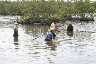 A WCS research team working to capture an adult crocodile in the wetlands of the Wildlife Refuge Monte Cabaniguan (WRMC).
