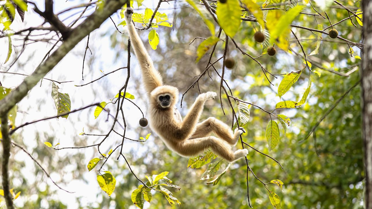 a gibbon swings from the trees
