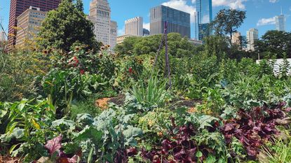 Urban vegetable garden with city background