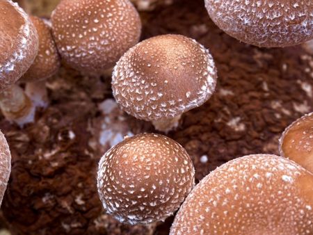 Brown and white speckled mushrooms growing out of a brown medium