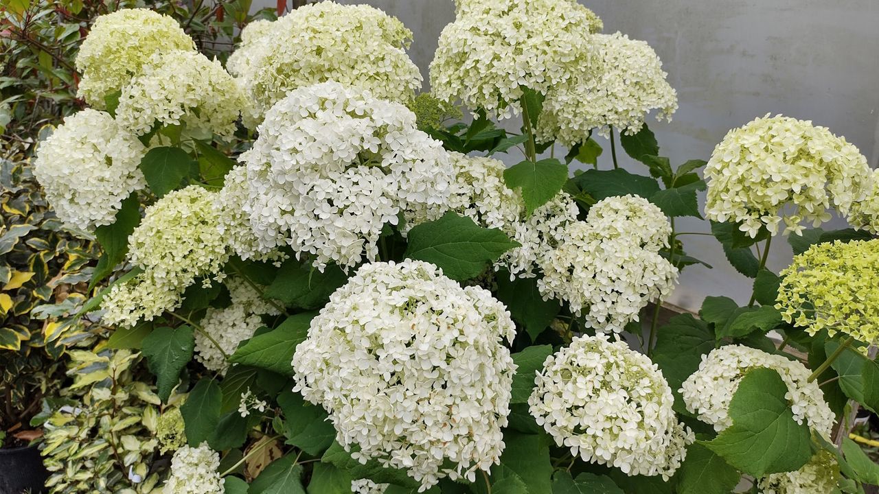 White flower head of an Annabelle hydrangea