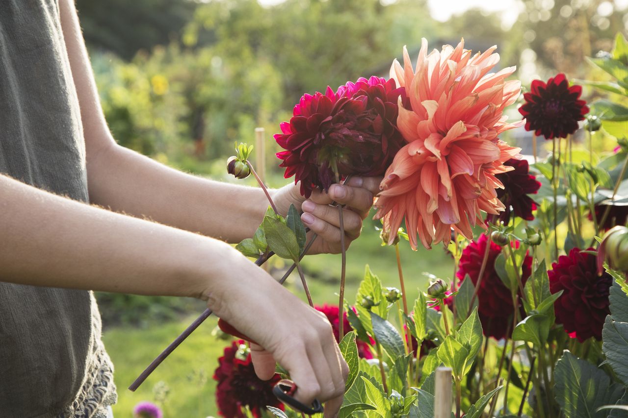 Is life too short to dig up your dahlias in winter?