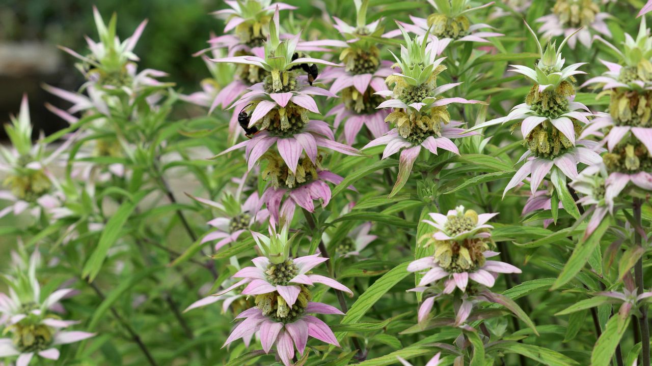 horsemint growing in garden with bees