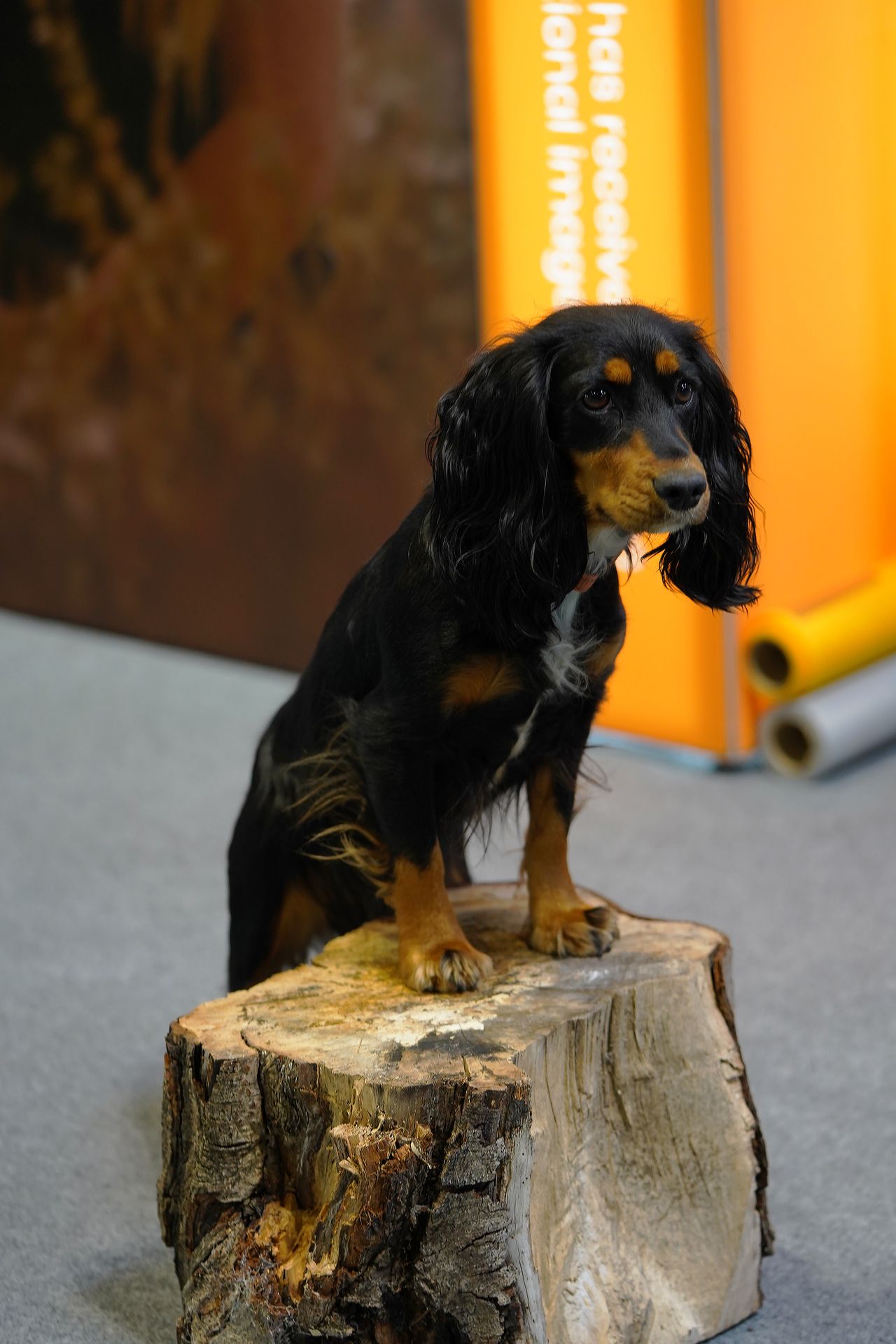 The dogs that stole our hearts at The Photography and Video Show 2022