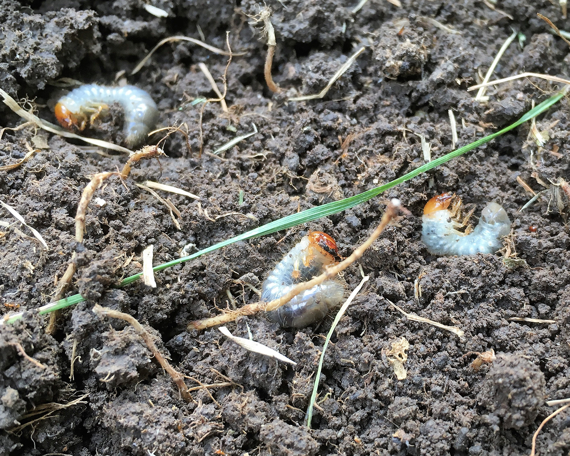 Japanese beetle larvae in the soil