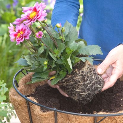 How to plant a hanging basket - an easy guide | Ideal Home