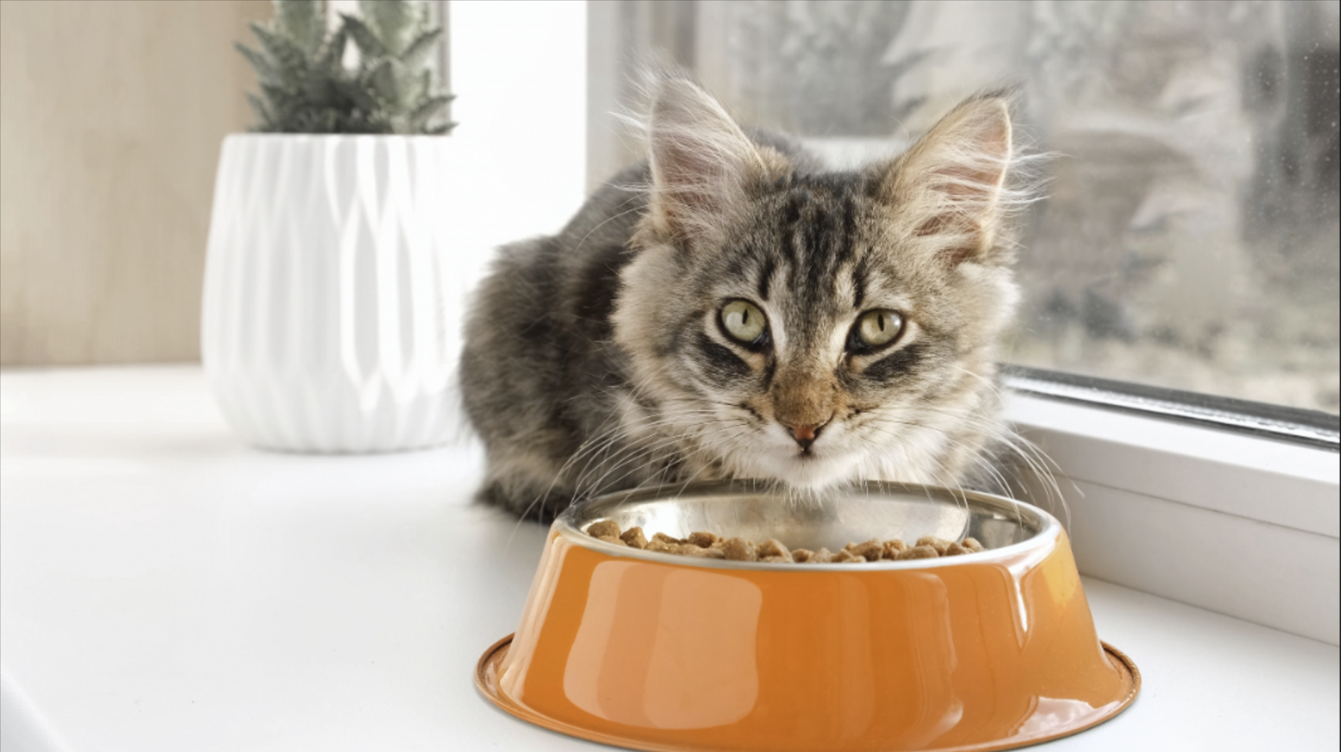 5 weeks kitten not eating