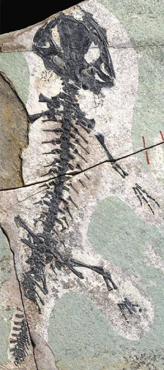An image of the salamander fossil 
